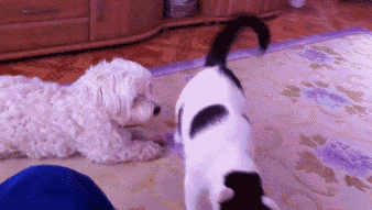 貓放一個屁,全家吃不下飯!真的好臭啊啊啊啊啊 貓放一個屁,全家吃不下飯!真的好臭啊啊啊啊啊