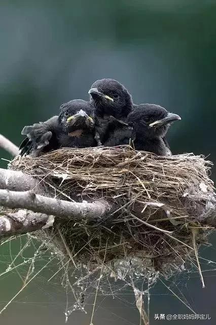 分享——鳥類築巢