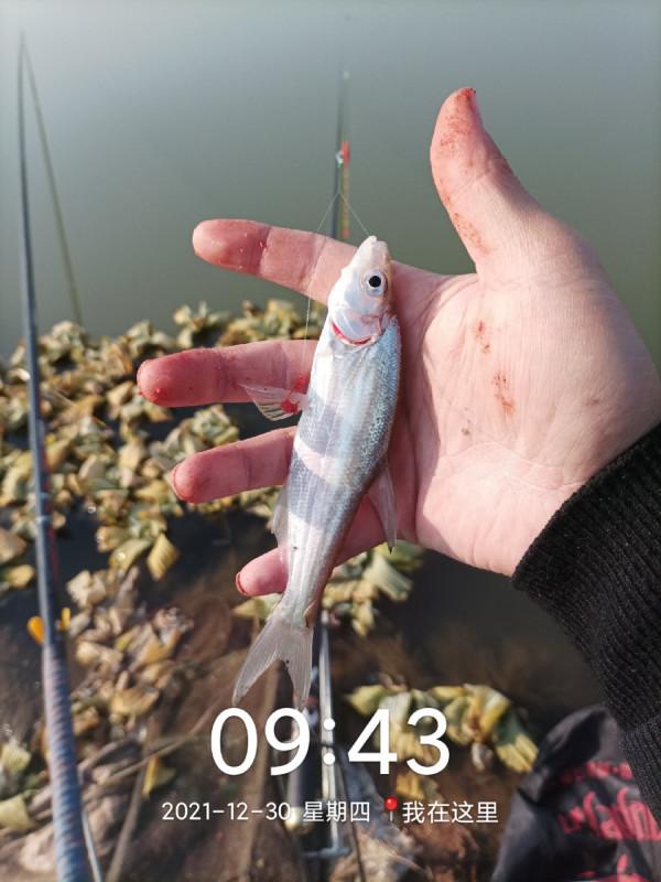 冬季魚類的致命誘惑，更換後果然立竿見影