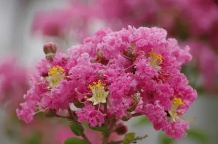 分享——紫薇花