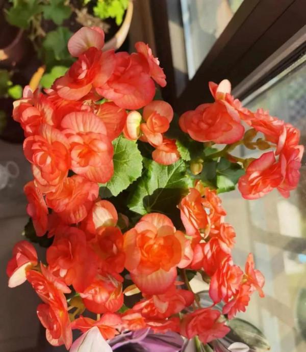 公認的4種一次性花,養護難度高,經驗少的朋友別入“坑” 公認的4種一次性花,養護難度高,經驗少的朋友別入“坑”