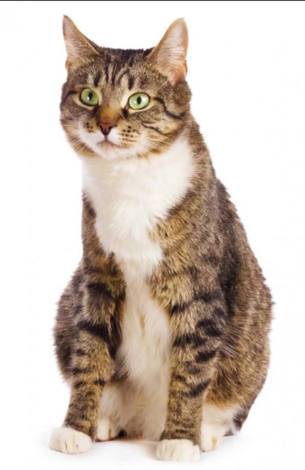 貓是可以教育好的