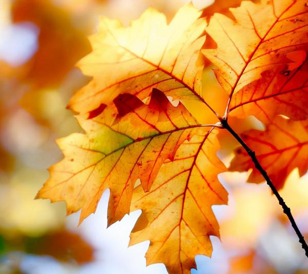 宇宙“bug”?三個一模一樣的星系出現,應該如何解釋? 宇宙“bug”?三個一模一樣的星系出現,應該如何解釋?