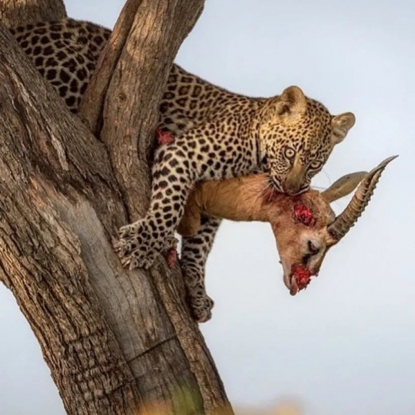 動物奇葩瞬間抓拍，真是無與倫比的美麗和奇異，讓人驚豔
