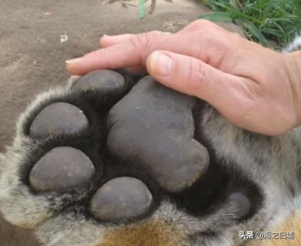 28張關於動物的對比照片,看完又漲知識了 28張關於動物的對比照片,看完又漲知識了