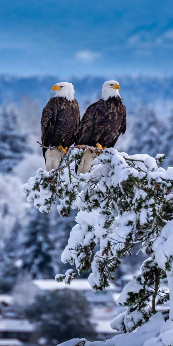 高畫質桌布(260):動物•鷹 高畫質桌布(260):動物•鷹
