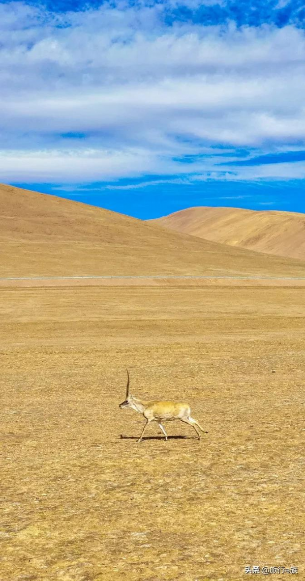 等一個人,陪我去西藏 等一個人,陪我去西藏