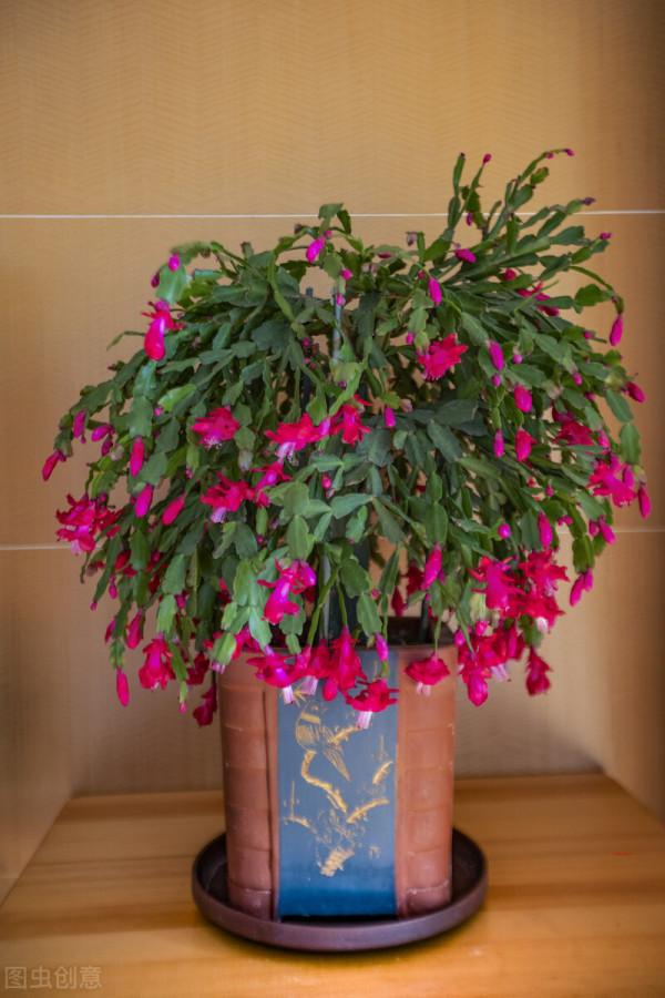 50種冬季裡開放的花卉，這些花最合適在冬季裡養