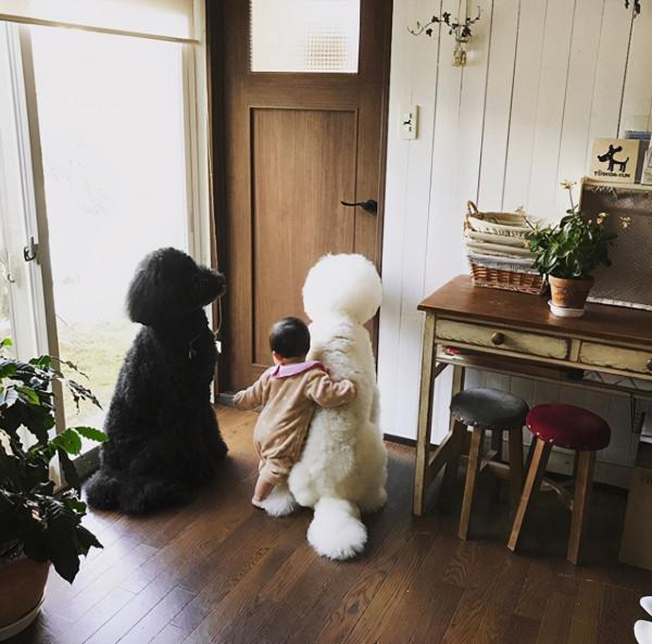 日本奶奶分享小孫女和三隻大狗狗的日常，治癒了56萬+網友…