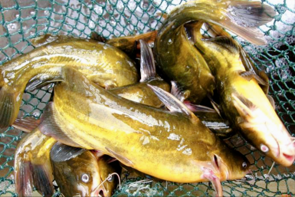 死水魚塘如何養魚賺錢？垂釣最賺錢，汙水也一樣能養魚