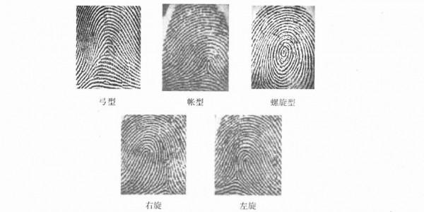 指紋是如何形成的？為什麼世界上不會有2個一模一樣的指紋？