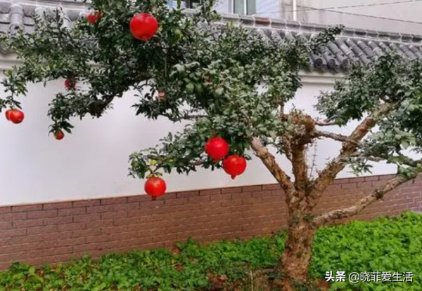 “人養花，花也養人”，6種吉祥花，開花美麗，“養人”又旺家