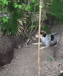 樹上掉下浣熊寶寶,她接納小生命成為家人,見證了一段奇妙的友誼 樹上掉下浣熊寶寶,她接納小生命成為家人,見證了一段奇妙的友誼