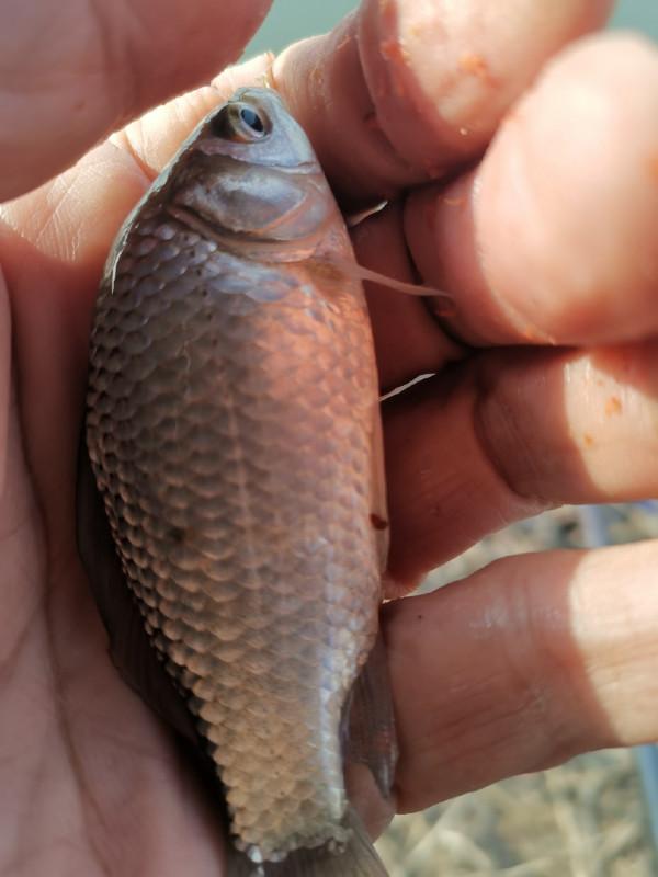 惡劣天氣也阻擋不了釣魚人的腳步，餵魚時刻準備著……