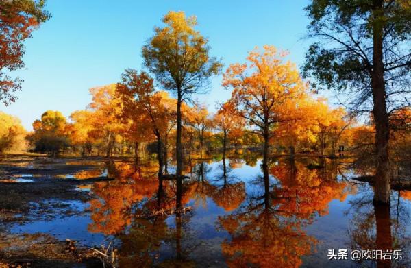 國內這6個地方的胡楊林，美得無法無天！此生一定要去看一次