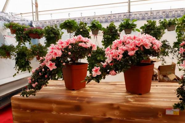 養花時遇到掉葉,長斑,長勢不佳等現象,要查詢原因,及時解決 養花時遇到掉葉,長斑,長勢不佳等現象,要查詢原因,及時解決