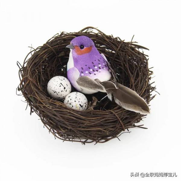 分享——鳥類築巢