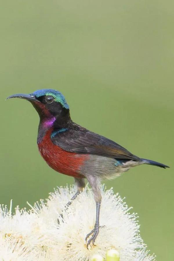 分享圖片一紫喉花蜜鳥 特別罕見珍貴的小鳥