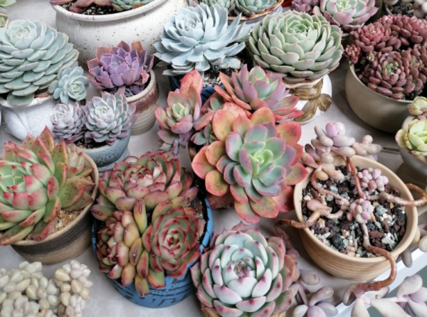 冬天想要養好多肉，需多仔細這4個基礎要點