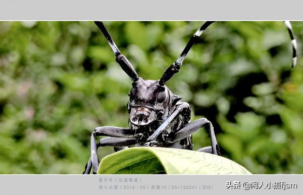 手機昆蟲攝影:天牛,拍攝技巧分享,你見過這幾種天牛嗎? 手機昆蟲攝影:天牛,拍攝技巧分享,你見過這幾種天牛嗎?