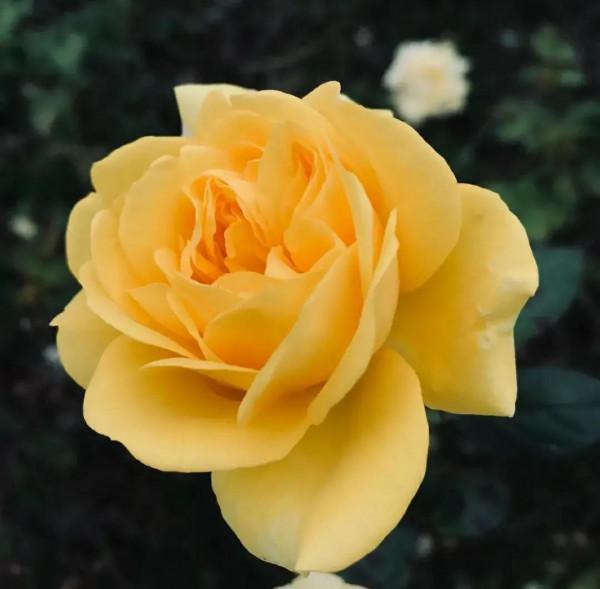 知道花兒好看，但你能一一說出它們的名字嗎？