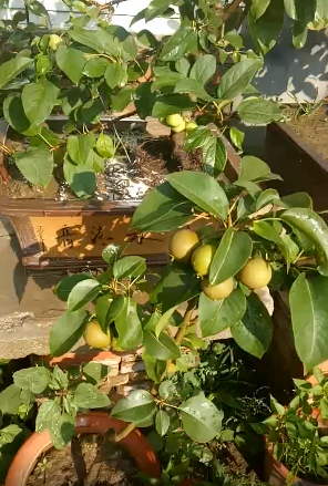 蘋果VS梨,兩大最常見水果,哪個種植更簡單? 蘋果VS梨,兩大最常見水果,哪個種植更簡單?