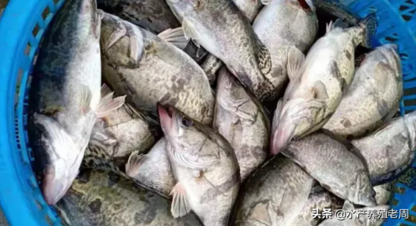 鱖魚鮰魚猛漲1塊5，黃骨有漲有跌，鱸魚穩黑魚跌！新年有驚喜嗎