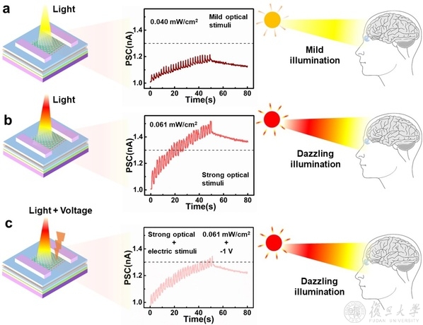 微電子學院陳琳教授團隊在人工視網膜新器件技術中取得突破 微電子學院陳琳教授團隊在人工視網膜新器件技術中取得突破