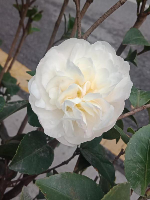 有個拾糞的老頭，夢想當了皇帝，拾糞的鏟子也要用金子打造