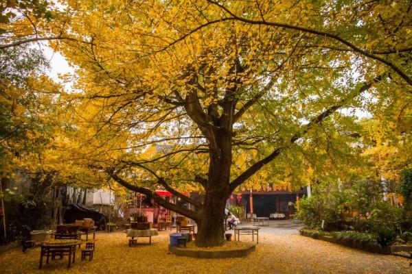 這才是11月最推薦去的景點，秋色正美還小眾，適合閒居兩三日