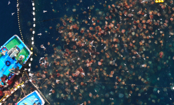 拖翻漁船、堵死核電站，這種巨型水母到底有多逆天？