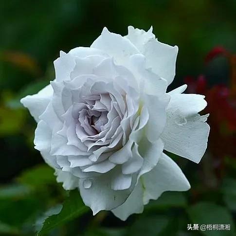 終於,又到了花卉冬剪的時候 終於,又到了花卉冬剪的時候