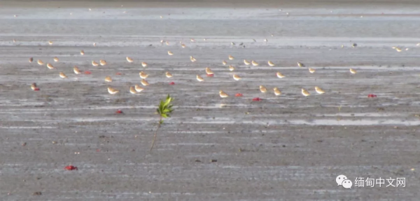 全球不足500只的“寶貝”,最近就在緬甸 全球不足500只的“寶貝”,最近就在緬甸