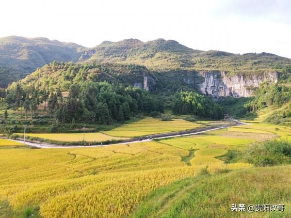 貴定臘利梯田黃了，農業觀光異常火爆