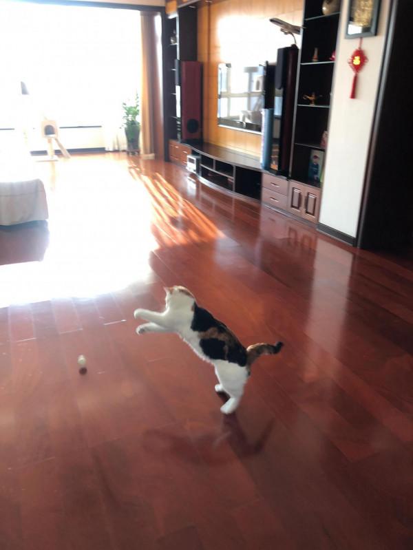 每一個流浪貓都可能是上天賜給你的禮物