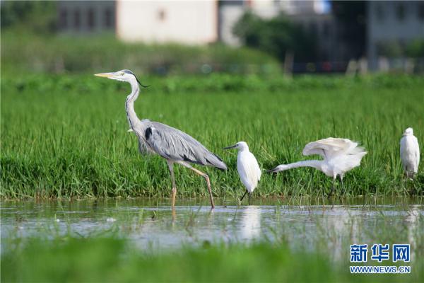 雲南曲靖：鷺舞南盤江
