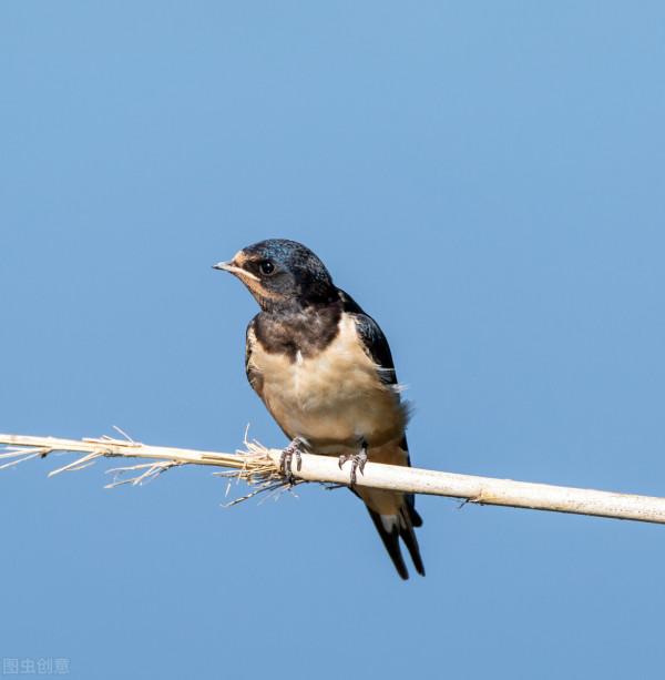 關於動物的20個冷知識,有多少是您不知道的呢?一起來看看吧 關於動物的20個冷知識,有多少是您不知道的呢?一起來看看吧