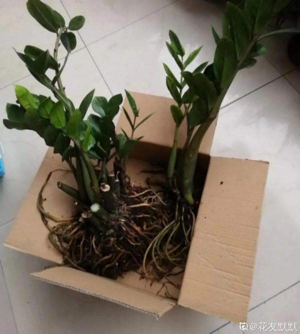 注意!花盆要是太深,養花要注意,很容易爛根 注意!花盆要是太深,養花要注意,很容易爛根