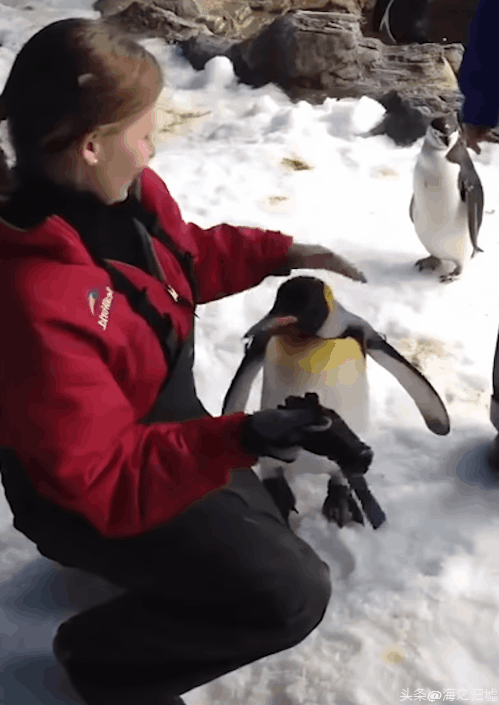看完這16張圖片，被動物們的感情驚訝到了