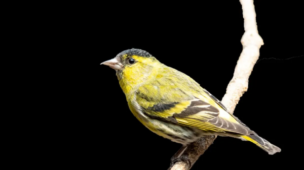 山西鳥類圖鑑|黃雀 山西鳥類圖鑑|黃雀