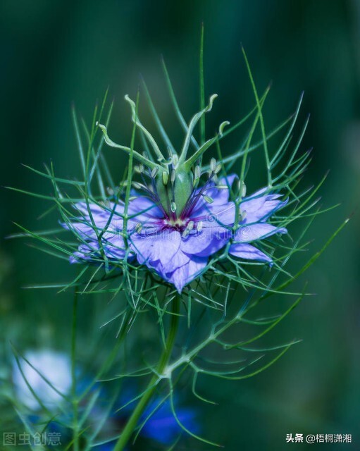 那些被名字耽誤了的極品花卉 那些被名字耽誤了的極品花卉