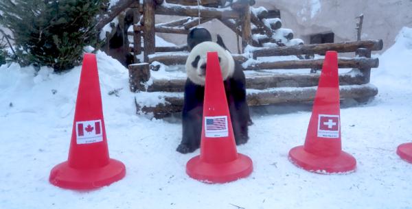 國寶萌力加持！旅俄大熊貓預測冬奧會獎牌榜