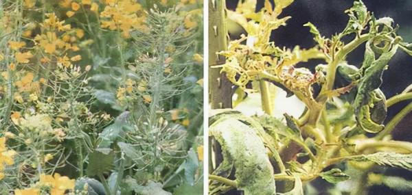 超全植物肥料知識,建議收藏 超全植物肥料知識,建議收藏