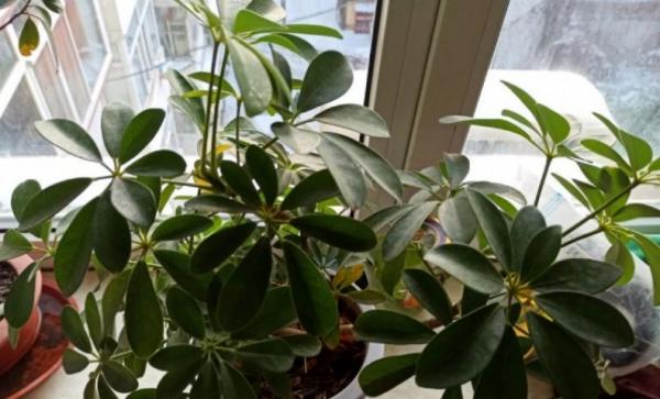 如何照顧好鴨掌木盆栽？抓住這5點，枝葉四季常青，好養又漂亮