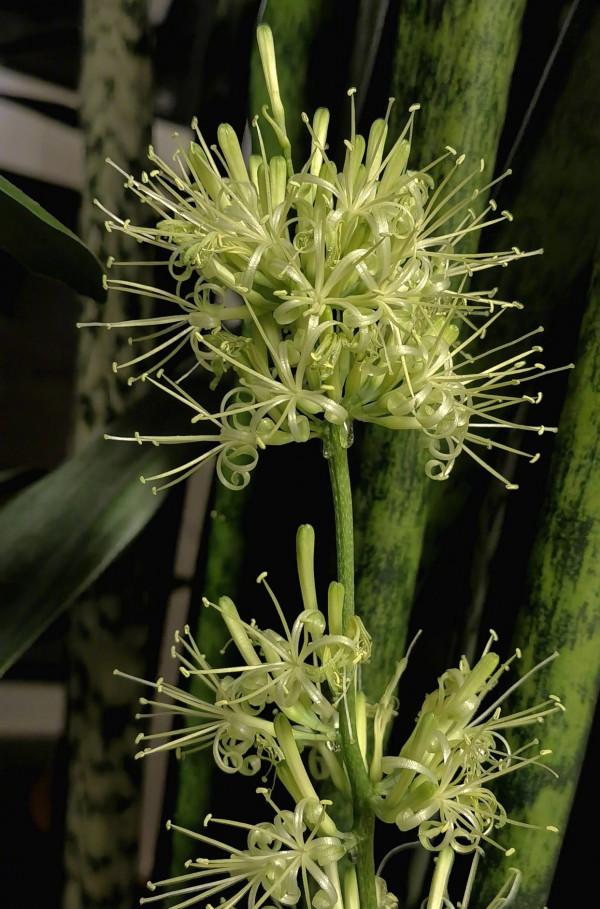 4種耐旱小盆栽,秋季天涼剛好繁殖,從少變多很容易 4種耐旱小盆栽,秋季天涼剛好繁殖,從少變多很容易