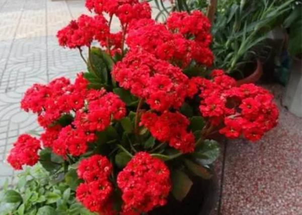 家裡養7種花，清新雅緻又養人，關鍵還好養