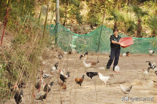 農村養豬三年，還不如養動物人參一年，月入2萬，為啥能掙錢？