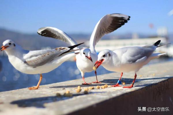 奇聞奇事：萬物皆有靈，來自動物的報恩更感人，看完值得深思