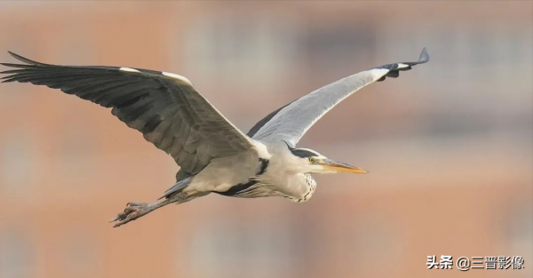 索尼A1相機體驗試拍結果：確實很強