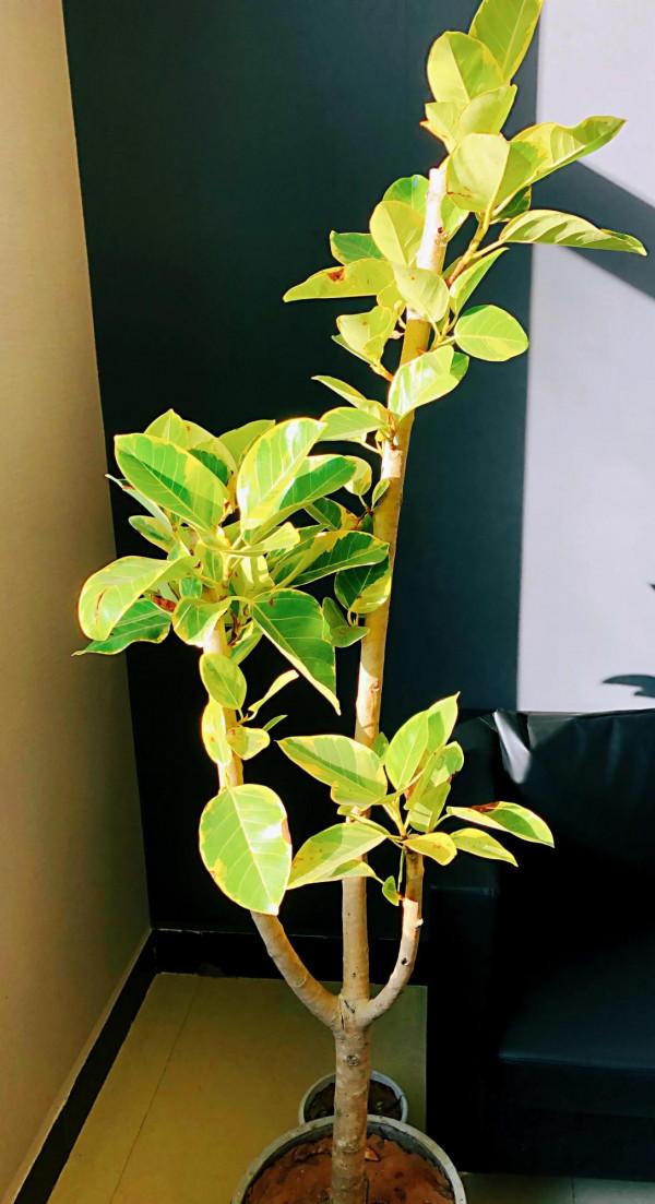 我家的花～剛剛換盆，還在緩秧期間。 圖片全部自拍